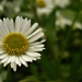 Daisy, Daisy give me your answer do ... by countrylassie