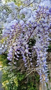 30th Apr 2025 - Wisteria