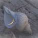 New Moon and Shell