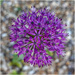 Allium  by phil_howcroft