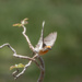 House Finch Taking Off