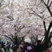 Flower Viewing by 365projectorgheatherb