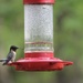Welcome back sweet hummer by essiesue