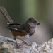 Eastern Towhee by kvphoto