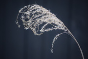 30th Apr 2025 - Faux Grass Plume