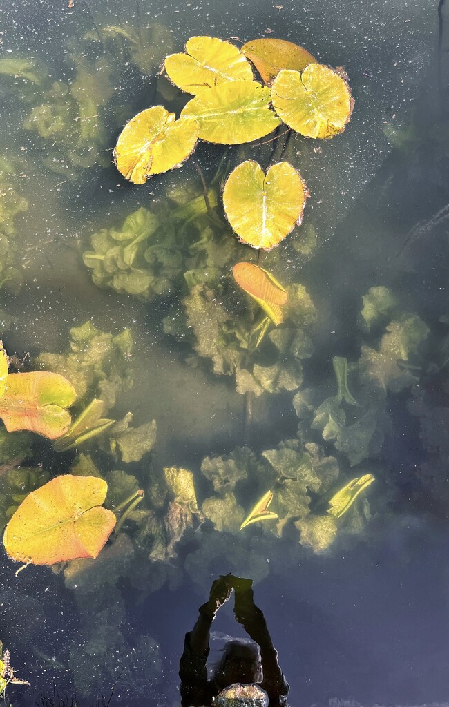 Lily pads and selfie by pattyblue