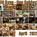 30 days of glorious fungi