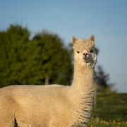 30th Apr 2025 - Don’t be a-llama-ed