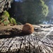 Fungi