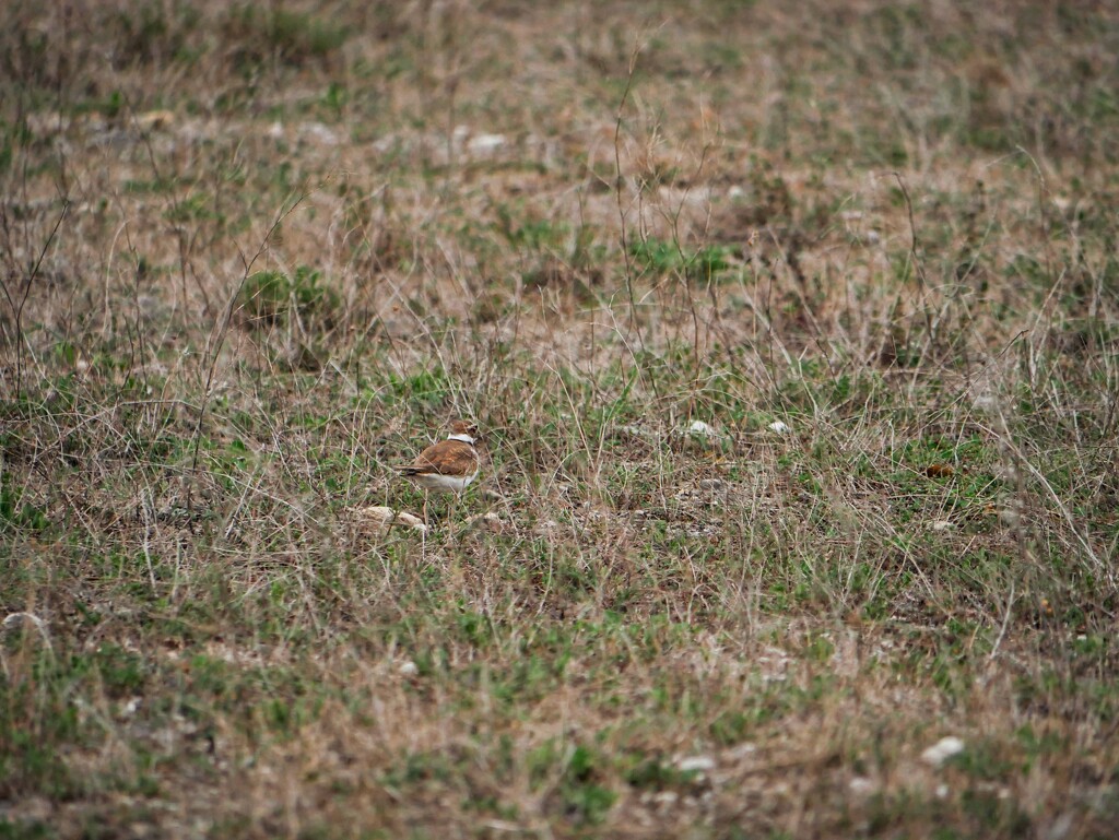 Skill-testing question by ljmanning