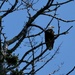 Eagle Eye
