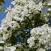 Dogwood Glory