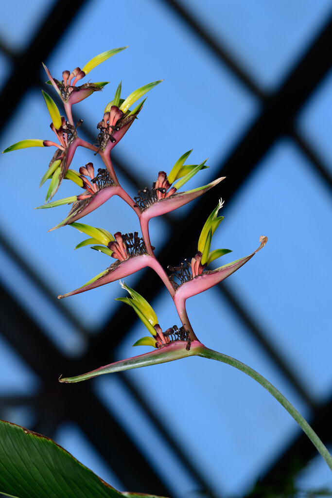 Heliconia latispatha by pictorialnarrative