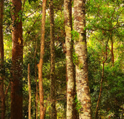 1st May 2025 - A Small Piece Of Bushland ~