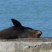 The Fur Seals