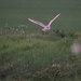 Sunset owl
