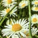 Simply Spring by cmf