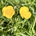 They call it mellow yellow by lizgooster