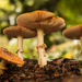 Fungi by yorkshirekiwi