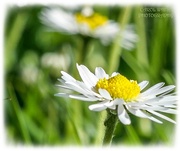 1st May 2025 - Just A Daisy