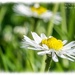 Just A Daisy