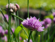 1st May 2025 - A blooming chive