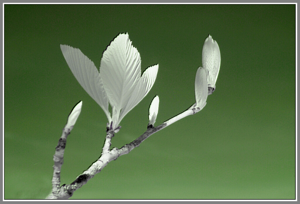 The darling BUDS OF MAY by sjc88