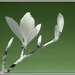The darling BUDS OF MAY