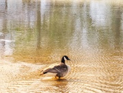 30th Apr 2025 - Goose in Morning Sun
