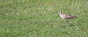 1st May 2025 - Whimbrel