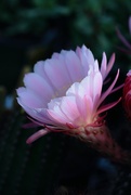 1st May 2025 - pink spring