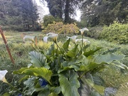 1st May 2025 - Cala lilies 