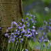 Forest of Bere Bluebells by 30pics4jackiesdiamond