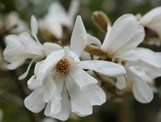 1st May 2025 - magnolia in the garden of friends