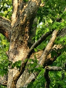 1st May 2025 - Oak Tree