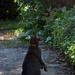 Just for fun: Meerkat