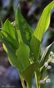 1st May 2025 - Lily of the valley