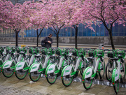 1st May 2025 - Citi-bikes and cherry blossoms