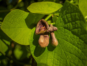 1st May 2025 - The flower of the Aristolochia