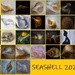 SEASHELL