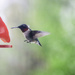 The Hummingbirds Have Returned