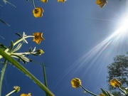 1st May 2025 - Look up buttercup 