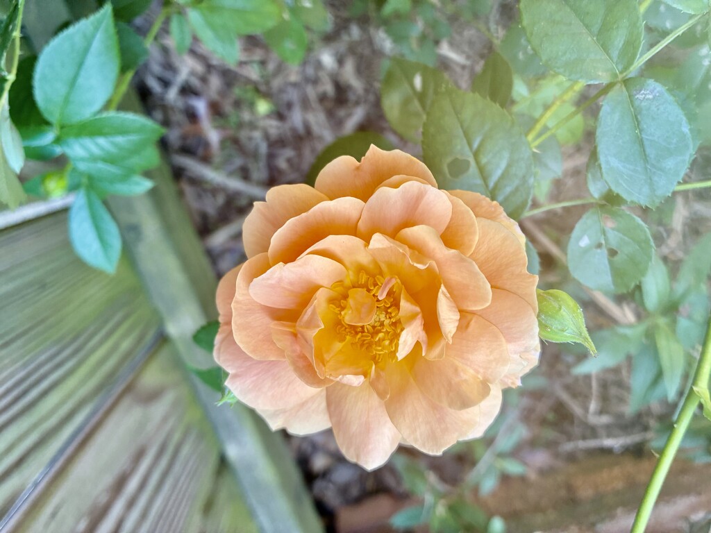 My First Rose of Summer by allie912