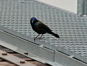 1st May 2025 - Stop pointing that thing at me!