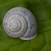 Striped Whitetip Snail Shell