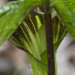 Jack-in-the-pulpit closeup