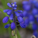 grape hyacinth