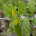 Yellow bellflowers 