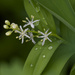 star-flowered lily-of-the-valley
