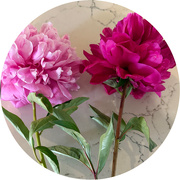 1st May 2025 - Peonies